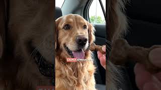 How to STOP DOG CAR ANXIETY 🐾🚗 #SHORTS