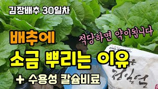 김장배추무우에 소금을 뿌리는 이유 배추결구시기 소금을 주면 달고 맛있어지고 배추무름병 예방을 위해 수용성칼슘…