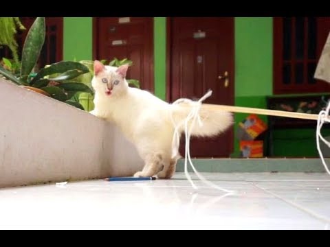 Balinese Cat Like A Pencil Toy To Play