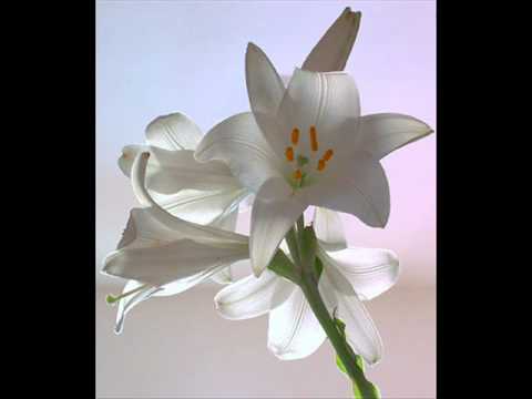 Ave Maria di Giulio Caccini - Wenceslas Ostasenko (voce bianca)