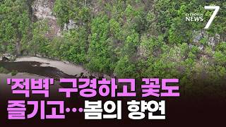 적벽 보고 '힐링', 꽃 보고 원더풀…화순 적벽길 노란 '봄의 향연' [뉴스7]