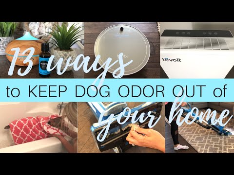 13 Ways To Keep Dog Odor Out Of Your Home | Getting Rid of Dog Odor | Levoit Air Purifier