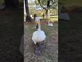Frisky, Fast & Curious Swan! 🦢Lake Eola Orlando Florida #Swan #Swans #BirdShorts #LakeEola #Whooper