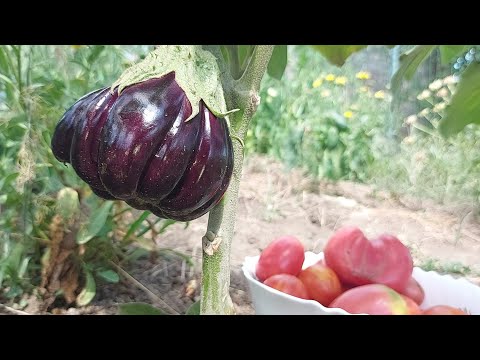 , title : '6 ingrasaminte naturale pentru o productie bogata de vinete'