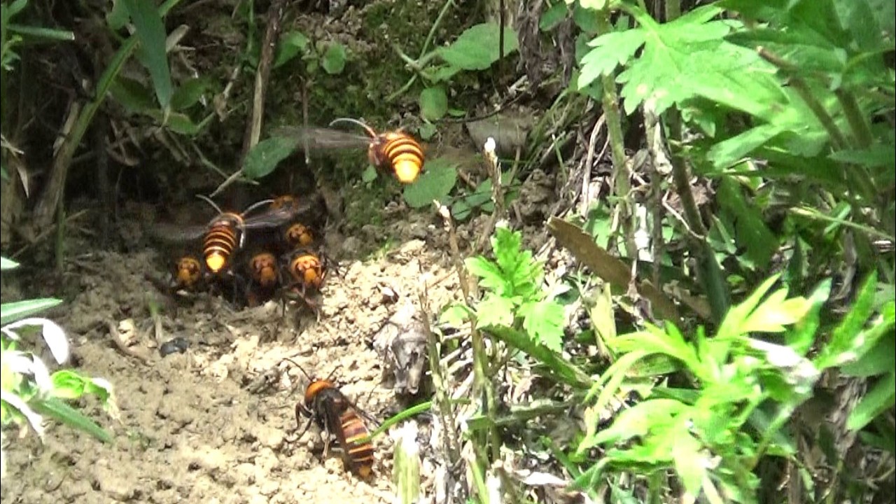 郡山市でスズメバチ駆除- 傾斜面の土手でオオスズメバチが激しく飛び回る怖い光景！ Hornet Nest Removal