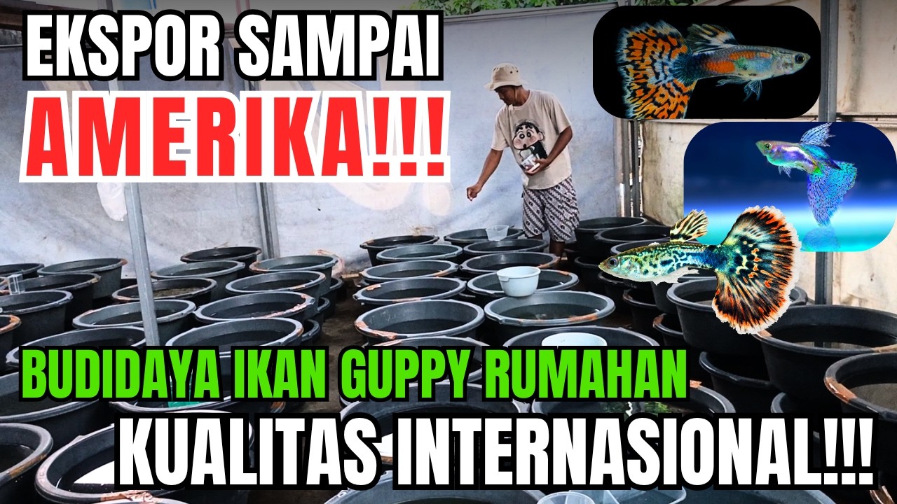 TEMBUS EKSPOR PASAR AMERIKA!!! | BUDIDAYA IKAN GUPPY LAMPUNG