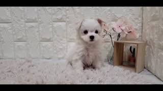 ハーフ犬の動画01