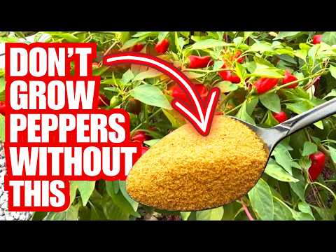 My Secret Recipe For Growing Tons Of Peppers