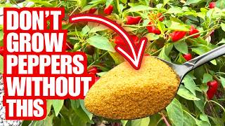 My Secret Recipe For Growing Tons Of Peppers