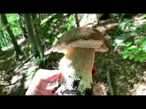 FUNGHI PORCINI CHE PASSIONE #08 2020 08 23 🍄 #08