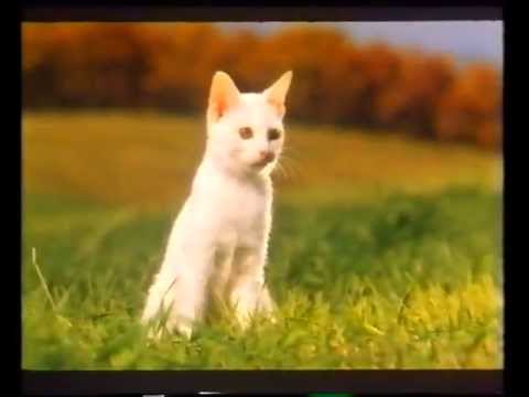 Ivo Fabijan Mrvelj-Zaljubio se mačak Marko