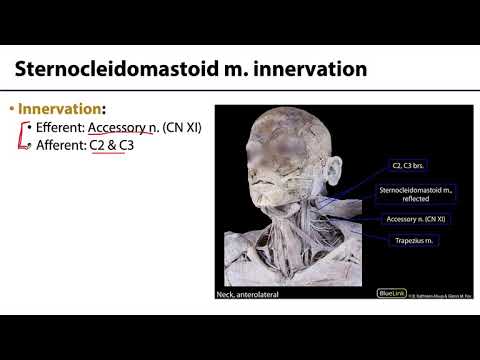 Anterior Neck and Thorax LO 8 - Anterior Neck Muscles