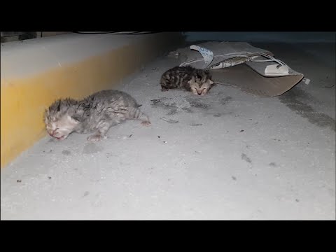 Rescuing the 1 day old newborn abandoned kittens | Adopted and nursed by Foster Cat Mom Coco