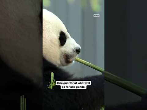 Pandas gigantes partem do Zoológico Nacional do Smithsonian para a China #shorts