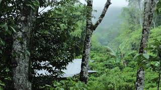 Relaxing Rain Falling on Leaves & Tin Roof Hut in Rainforest | Go to Sleep Fast with Nature Sounds