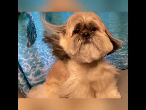 Classy Canine Pet Grooming