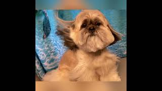 Shihtzu Grooming (Pet Clip)