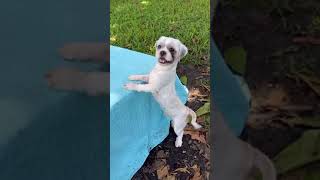 Video preview image #1 Shih Tzu Puppy For Sale in Weston, FL, USA