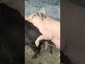National Pig Breeding