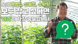 오이 농사 내병성, 상품성, 수확량 모두 다 잡는법! 이것을 꼭 기억하세요