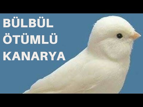 Muhteşem Bülbül Ötümlü Kanarya sesi VE Eğitimi İçin Bülbül Sesi (6 Saat)