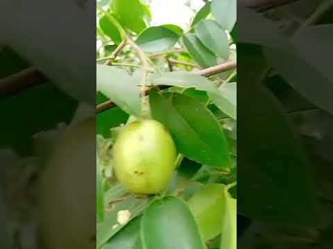 Vende -se esse sítio na fazenda poço verde zona rural Pindobaçu -BA 150,000 mil (81)996307153