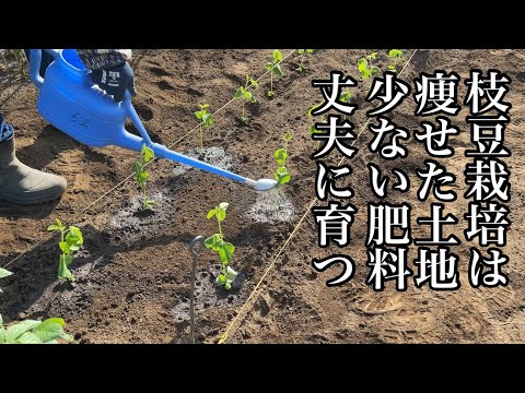 豆はいつ蒔くの？どうやって ？どの野菜と一緒に？リーダーに従う ！  庭園