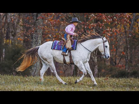 American Quarter Horse Gelding 8 years 14,3 hh Gray in Lyles American Quarter Horse Gelding 8 years 14,3 hh Gray in Lyles