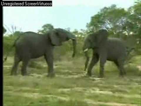 Two Bull Elephants Djuma PM 11/08/07 - 1