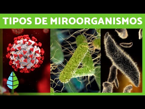 ¿Qué son los MICROORGANISMOS? 🦠 (Bacterias, Virus, Hongos y Parásitos)
