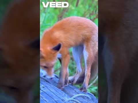 Beyond Adorable  The Secret Life of Foxes