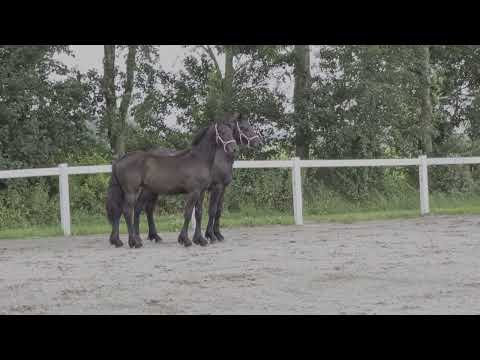 Stal Okkema's pair Mickey en Magnific - stallions - 2020