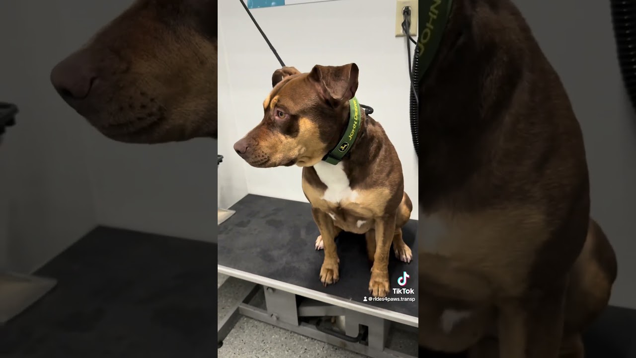 Enlarge Josie, a ADOPTABLE mixed breed in Indianapolis, IN video 5/5