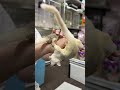 フクロモモンガ　ヤング♀2匹（ホワイトモザイク＆モザイク）超懐っこいです♪のYouTubeサムネイル画像