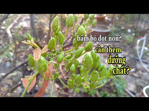 It's the 24th. Do you want to add any more fertilizer or pesticides for Mai? Do you want to cut o...