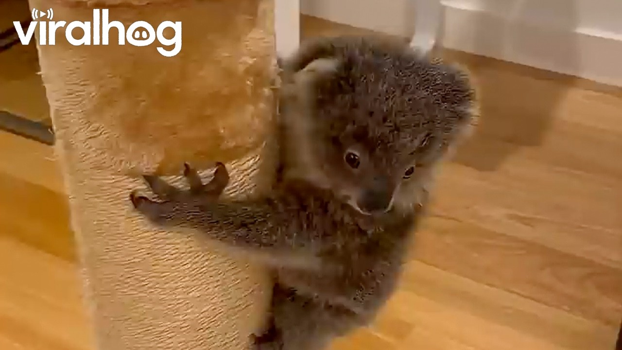 Koala Joey Louise Does Midnight Zoomies || ViralHog