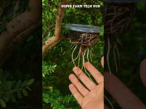 How to air-layer branches quickly and effectively #farminglife #farming #airlayering