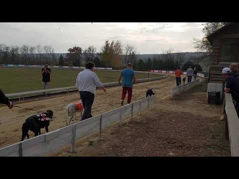 Isaszeg Agárverseny, 2018.11.03. Dopping Bonie Tyler