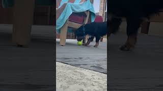 Video preview image #1 Dachshund-Unknown Mix Puppy For Sale in San Antonio, TX, USA