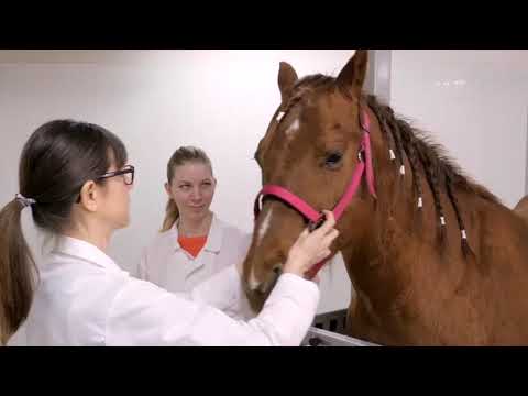 How to do a complete ophthalmic examination in animals