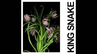 King Snake Music Video
