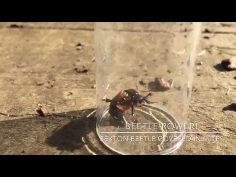 Wildlife Gadget Man - Beetle Power