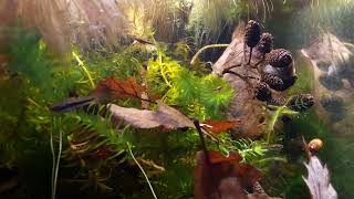 heterandria formosa 02