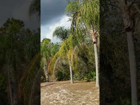 , title : 'Queen Palm Trees on Hill by Picnic Shelter & Black Vulture on Thermal at Riverwoods Park! Oviedo'