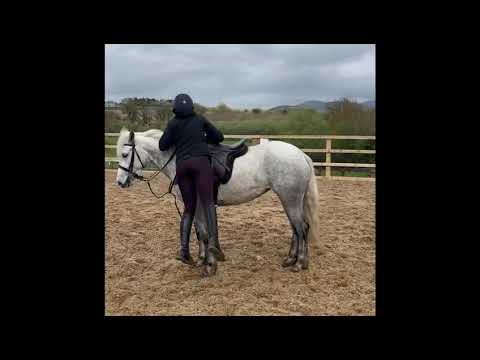 connemara pony - Image 2