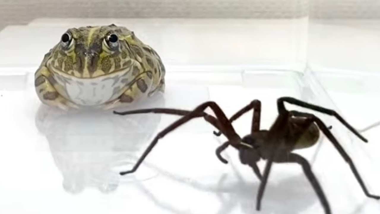 African bullfrog and huntsman spider.