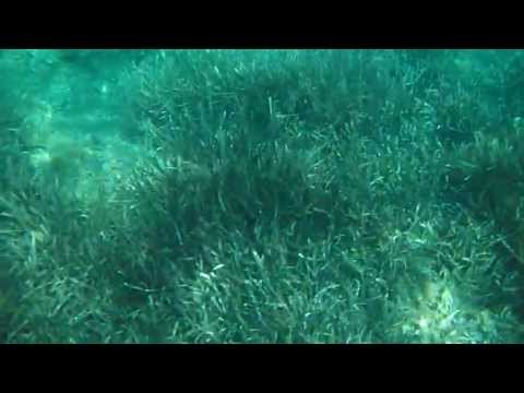 Porto Infreschi underwater - Marina di Camerota