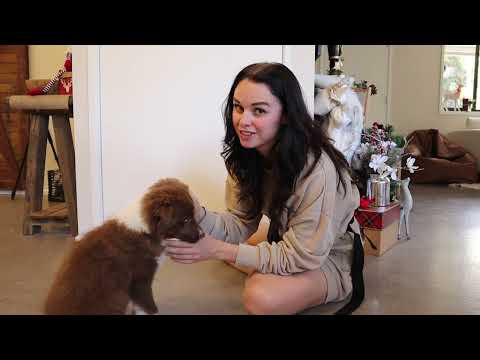 Border Collie Puppy Tricks + Training Session