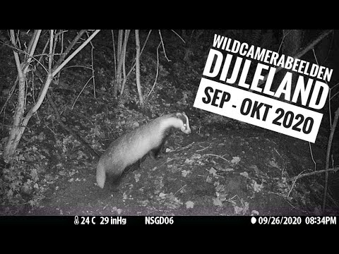 Wildcamerabeelden Dijleland (Vlaams-Brabant) - september - oktober 2020