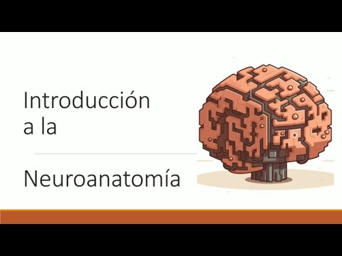 Introduction to neuroanatomy